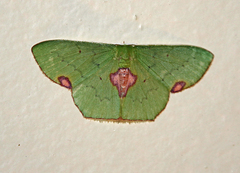 Lophorrhachia rubricorpus