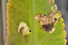 Tongeia filicaudis