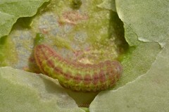 Tongeia filicaudis