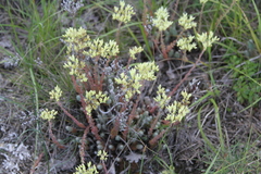 Petrosedum ochroleucum