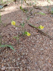 Zornia capensis capensis