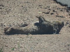 Lasiorhinus latifrons