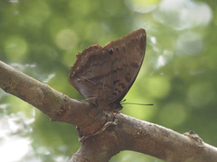 Charaxes protoclea protonothodes