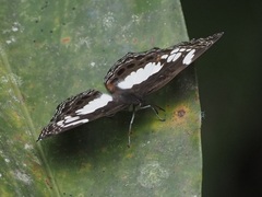 Neptidopsis ophione