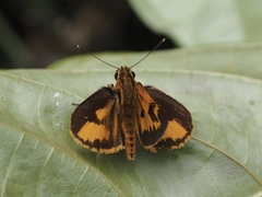 Catuna crithea