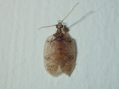 Psectra iniqua