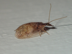 Psectra iniqua