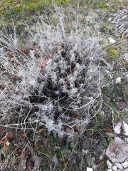 Helichrysum italicum