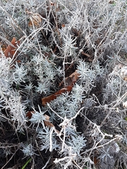 Helichrysum italicum