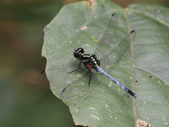 Orthetrum julia