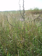 Atriplex intracontinentalis