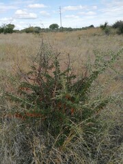 Ormocarpum trichocarpum