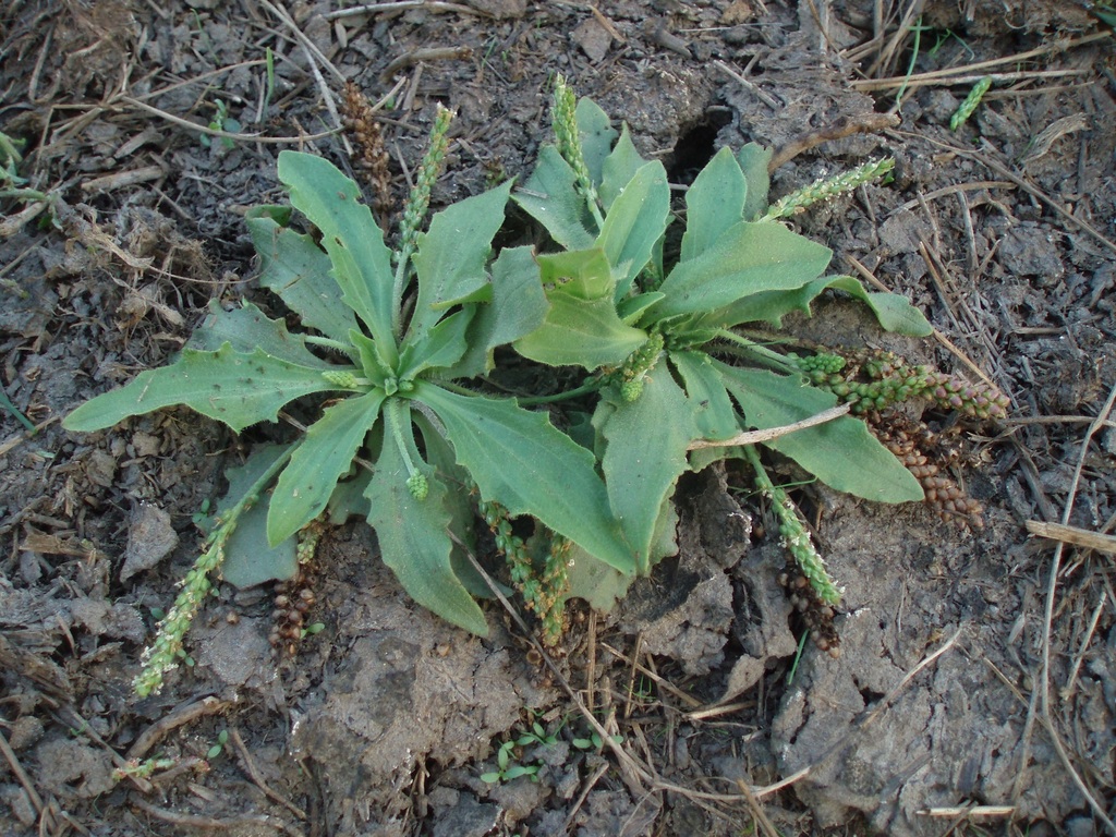 Plantago winteri