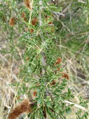 Ormocarpum trichocarpum