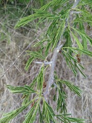 Dichrostachys cinerea