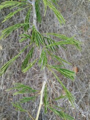 Dichrostachys cinerea