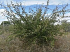 Dichrostachys cinerea