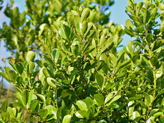 Ilex maximowicziana