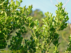 Ilex maximowicziana
