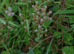 Rotala rotundifolia