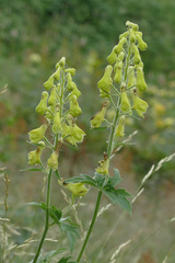 Aconitum lycoctonum
