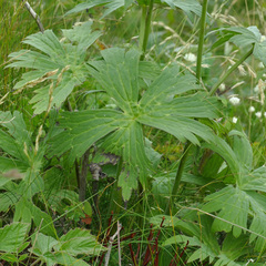 Aconitum lycoctonum