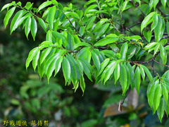 Prunus phaeosticta