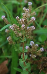 Rotala rotundifolia
