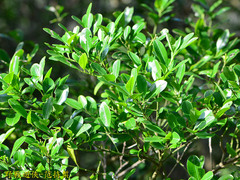 Ilex maximowicziana