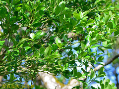 Ilex maximowicziana