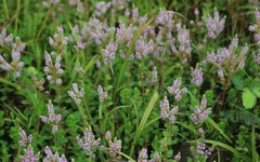 Rotala rotundifolia