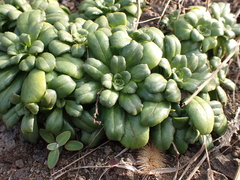 Lysimachia mauritiana