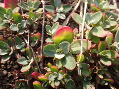 Chenopodium acuminatum
