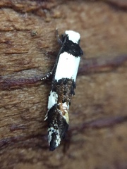 Monopis icterogastra