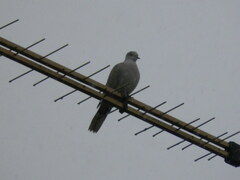 Streptopelia decaocto