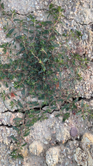 Magnoliopsida