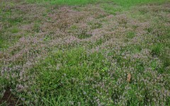 Rotala rotundifolia