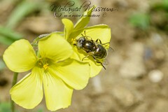 Eristalinus aeneus