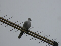Streptopelia decaocto