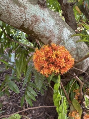 Saraca indica