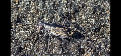 Cylindera suturalis