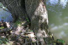 Synanthedon mesiaeformis