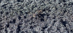 Cylindera suturalis