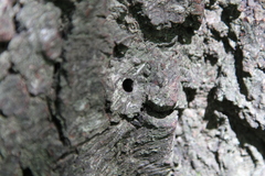 Synanthedon mesiaeformis