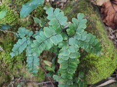 Adiantum flabellulatum