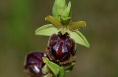 Ophrys sphegodes passionis