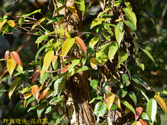 Ficus sarmentosa nipponica