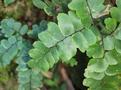 Adiantum flabellulatum