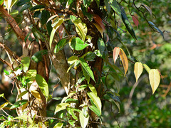 Ficus sarmentosa nipponica