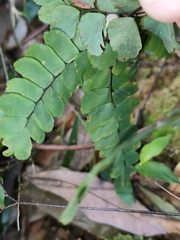 Adiantum flabellulatum